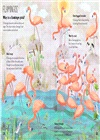 The Big Book of Birds