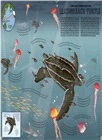 Atlas of Ocean Adventures: A Collection of Natural Wonders, Marine Marvels and Undersea Antics from Across the Globe