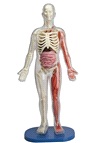 Squishy Human Body (人體模型)