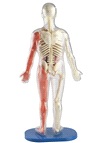 Squishy Human Body (人體模型)