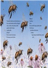 Honeybee: The Busy Life of Apis Mellifera (Robert F. Sibert Medal Winner)