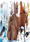 Big Book of Animals (Big Books)