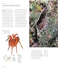 Spiders of the World: A Guide to Every Family