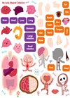 First Magnet Book：My body!