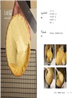 TART澎派人氣甜塔，熱賣款食譜初公開：製作技巧不藏私，在家也能做出職人級美味