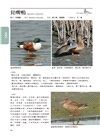 臺灣野鳥圖鑑：水鳥篇