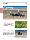 臺灣野鳥圖鑑：水鳥篇