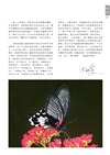 臺灣蝴蝶生活史百科圖鑑