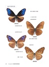 紫斑蝶（修訂版）