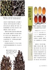 烏龍茶的世界：全方位茶職人45年心血結晶，從種茶、製茶、飲茶，告訴你烏龍茶風味的秘密