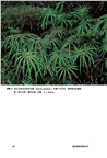 蕨類植物的秘密生活（簡體書）