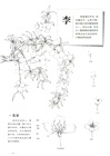 植物速寫圖譜（簡體書）