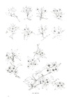 植物速寫圖譜（簡體書）