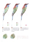 鳥之繪(II)：36種中國鳥的色鉛筆圖繪（簡體書）