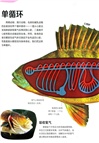 DK兒童動物透視大百科（簡體書）