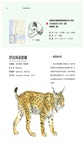 世界野生貓科動物（簡體書）