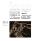 世界野生貓科動物（簡體書）