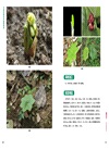 中國珍稀藥用植物圖典(全3冊)（簡體書）