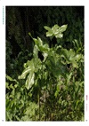 中國珍稀藥用植物圖典(全3冊)（簡體書）