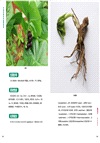 中國珍稀藥用植物圖典(全3冊)（簡體書）