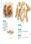 中國珍稀藥用植物圖典(全3冊)（簡體書）