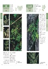 蕨類觀察圖鑑01:基礎常見篇