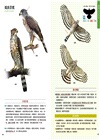 猛禽觀察圖鑑(全新增訂版) A Field Guide to the Raptors of Taiwan