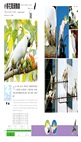 觀鳥系列02：香港觀鳥全圖鑑