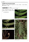 台灣原生植物全圖鑑第八卷（下）：蕨類與石松類 蹄蓋蕨科--水龍骨科