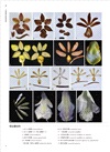 台灣蘭科植物圖譜：探索野生蘭的演化、歷史與種類鑑定
