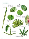 觀葉植物圖鑑:500種風格綠植栽培指南