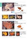 海水魚圖鑑