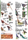 野鳥完全圖鑑：詳盡比對辨識，盡覽鳥類之美
