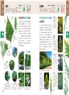 專為孩子設計！趣味樹木圖鑑：從葉子．花朵．果實．樹形．樹皮認識450種常見植物，打造自主學習力！