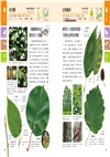 專為孩子設計！趣味樹木圖鑑：從葉子．花朵．果實．樹形．樹皮認識450種常見植物，打造自主學習力！