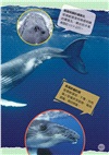 海洋動物圖鑑小百科《脊椎／無脊椎動物》
