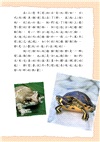 兩棲、爬行動物小百科