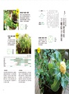日日豐收的混植蔬菜盆栽：一盆混栽、四季共生！零農藥化肥、遠離病蟲害！一坪小陽台也能打造多元豐盛的菜園